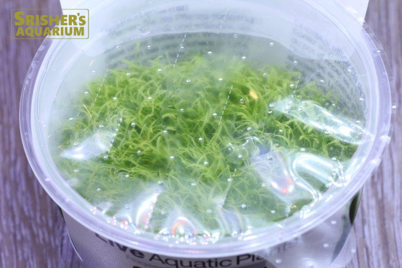 水草 ウォーターローン 1 2 G カップ その他の水草 スリッシャーズ アクアリウム