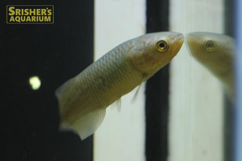 ヘテロティス (ナイルアロワナ)｜アロワナ、古代魚 - Arowana-｜スリッシャーズ アクアリウム