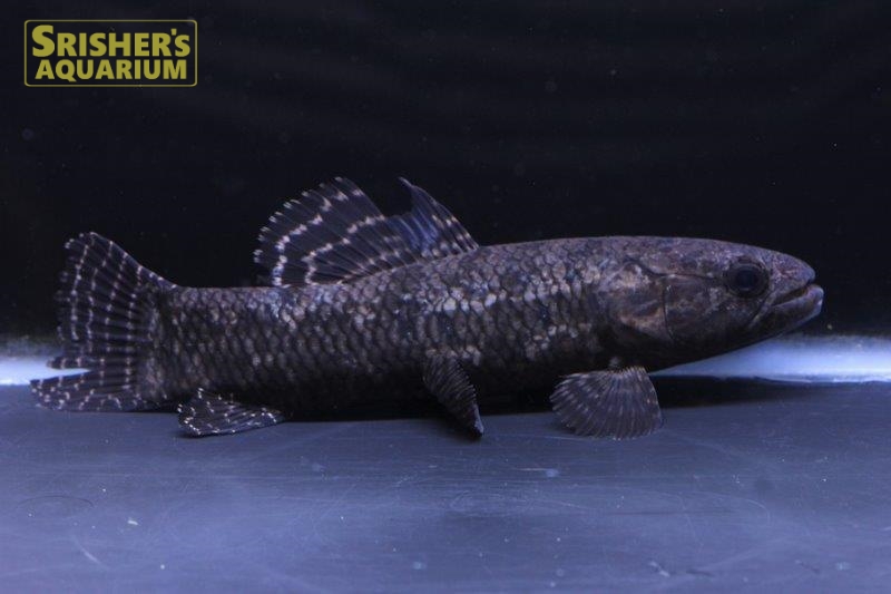 ブラックタライロン（コロンビア） ｜中・大型カラシンの仲間 - Characin-｜スリッシャーズ アクアリウム