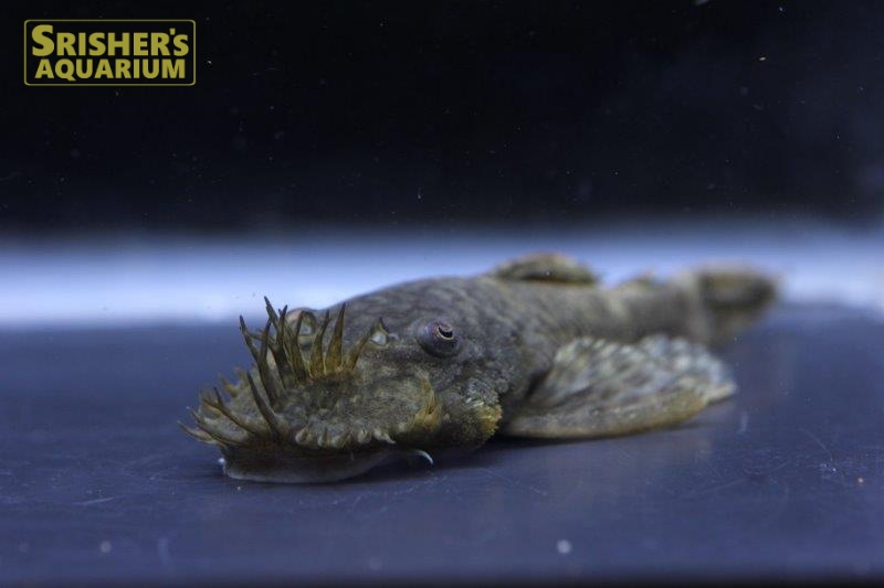 ブッシープレコ コロンビア プレコの仲間 Plecostomus スリッシャーズ アクアリウム 熱帯魚通販 熱帯魚専門店