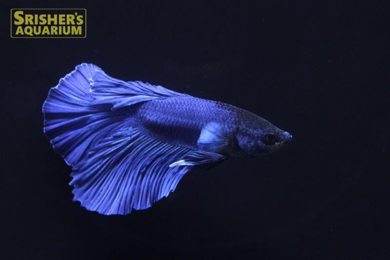 ハーフムーン ベタ オス 1 ベタの仲間 Betta スリッシャーズ アクアリウム 熱帯魚通販 熱帯魚専門店