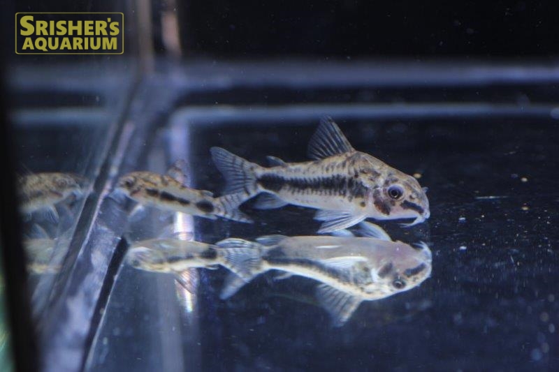 コリドラス ハブロサス L コリドラスの仲間 Corydoras スリッシャーズ アクアリウム 熱帯魚通販 熱帯魚専門店