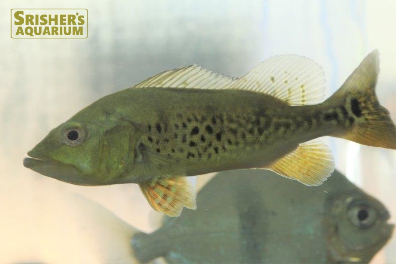 シクラ タイガーケルベリー｜シクリッドの仲間 - Cichlid-｜スリッシャーズ アクアリウム