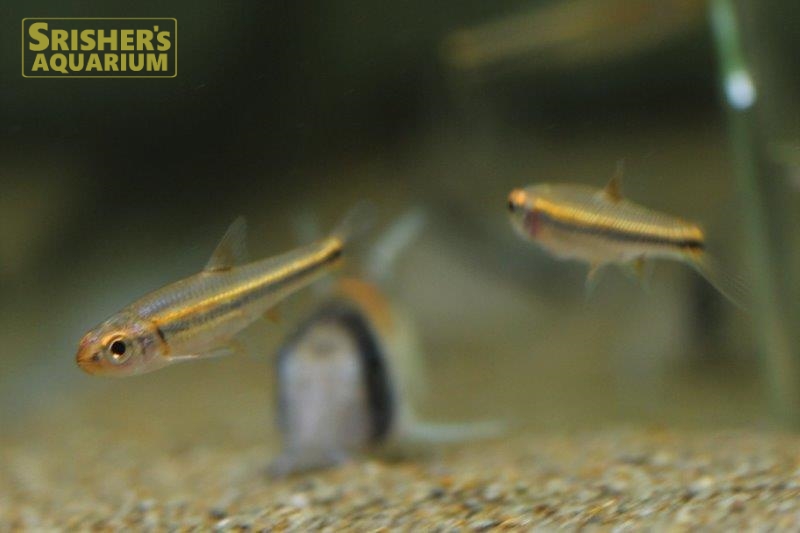 アラバマレインボーシャイナー｜コイ・ラスボラの仲間 - Rasbora-｜スリッシャーズ アクアリウム