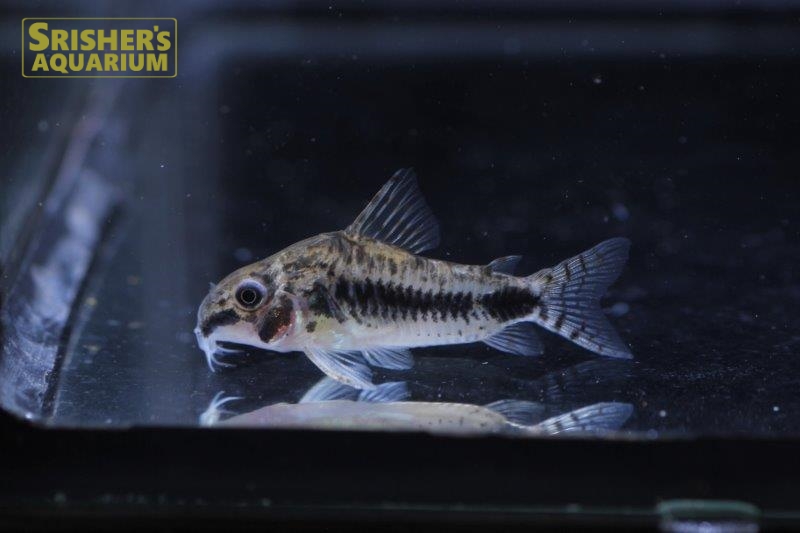 コリドラス ハブロサス L コリドラスの仲間 Corydoras スリッシャーズ アクアリウム 熱帯魚通販 熱帯魚専門店