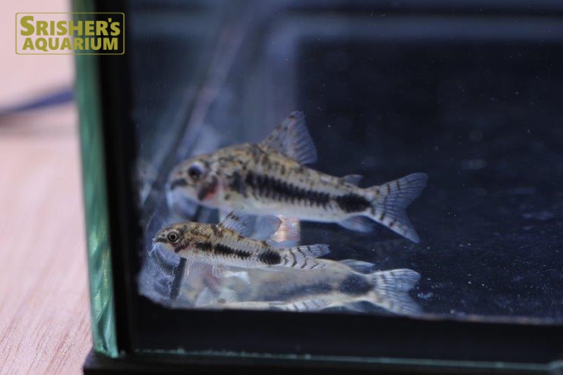 コリドラス ハブロサス L コリドラスの仲間 Corydoras スリッシャーズ アクアリウム 熱帯魚通販 熱帯魚専門店