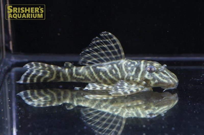 オリノコメガクラウンペコルティア｜プレコの仲間 - Plecostomus