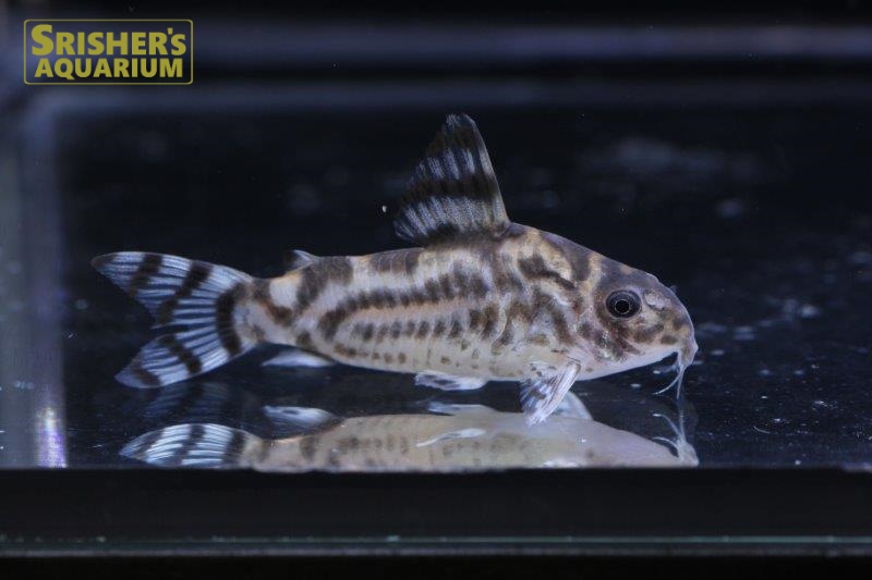 コリドラス ゼブリーナ（ブリード）n-2｜コリドラスの仲間 - Corydoras-｜スリッシャーズ アクアリウム