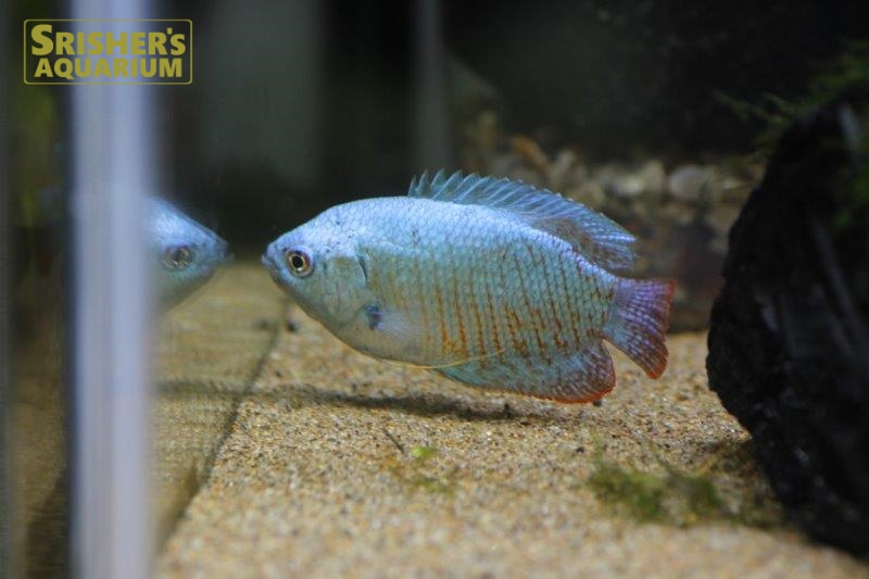 コバルトドワーフグラミー オス グラミーの仲間 Gourami スリッシャーズ アクアリウム 熱帯魚通販 熱帯魚専門店