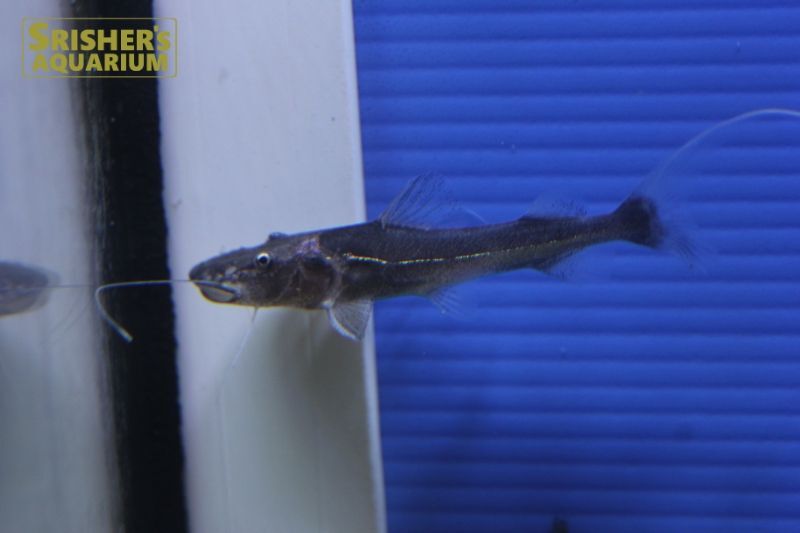 ドラードキャット ナマズの仲間 Cat Fish スリッシャーズ アクアリウム 熱帯魚通販 熱帯魚専門店