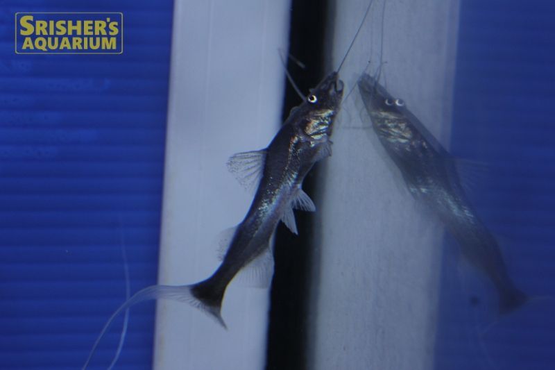 ドラードキャット ナマズの仲間 Cat Fish スリッシャーズ アクアリウム 熱帯魚通販 熱帯魚専門店