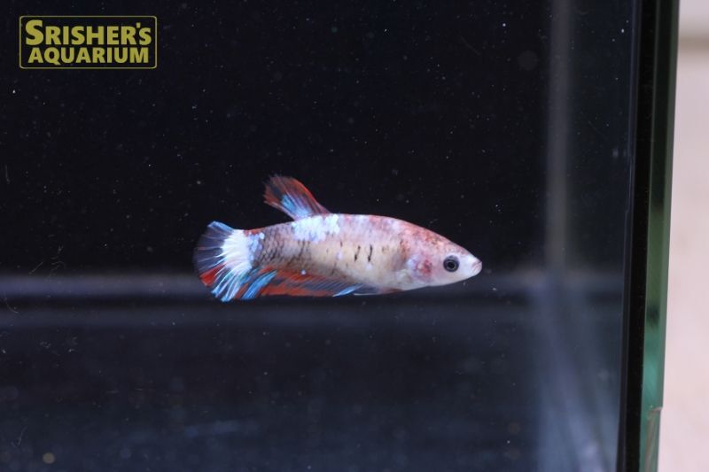 コイ ベタ マーブル メス N 1 ベタの仲間 Betta スリッシャーズ アクアリウム 熱帯魚通販 熱帯魚専門店