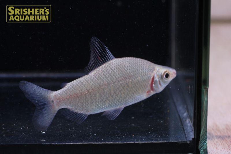 ディスティコダス ノボリ｜小型カラシンの仲間 - Characin-｜スリッシャーズ アクアリウム