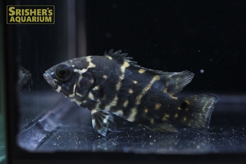 オスカー アラグアイア n-2 WILD (Astronotus crassipinnis)｜シクリッドの仲間 - Cichlid-｜スリッシャーズ  アクアリウム