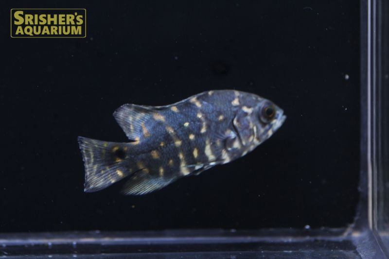 オスカー アラグアイア n-2 WILD (Astronotus crassipinnis)｜シクリッドの仲間 - Cichlid-｜スリッシャーズ  アクアリウム