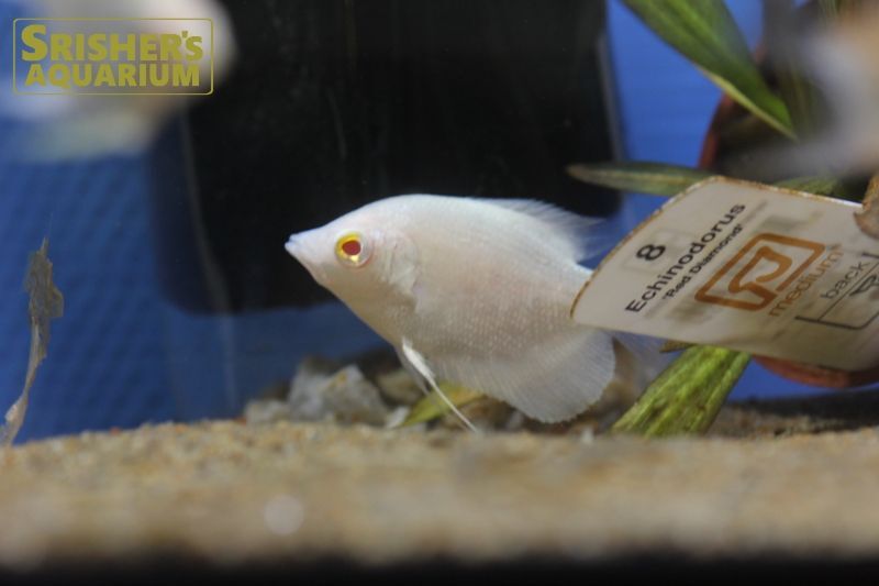 アルビノオスフロネームスグラミー｜グラミーの仲間 - Gourami-｜スリッシャーズ アクアリウム