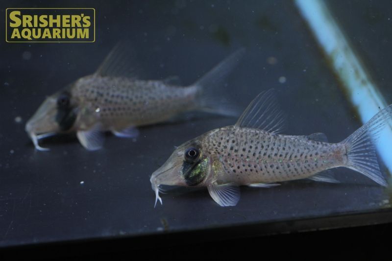 コリドラス ロングノーズシクリ L コリドラスの仲間 Corydoras スリッシャーズ アクアリウム 熱帯魚通販 熱帯魚専門店