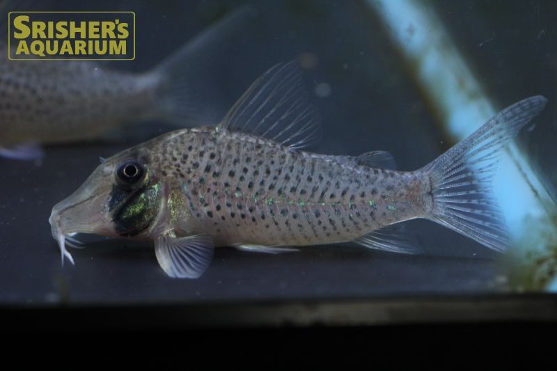 コリドラス ロングノーズシクリ L コリドラスの仲間 Corydoras スリッシャーズ アクアリウム 熱帯魚通販 熱帯魚専門店