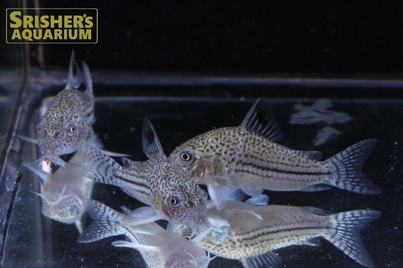 コリドラス ジュリー アクレ コリドラスの仲間 Corydoras スリッシャーズ アクアリウム