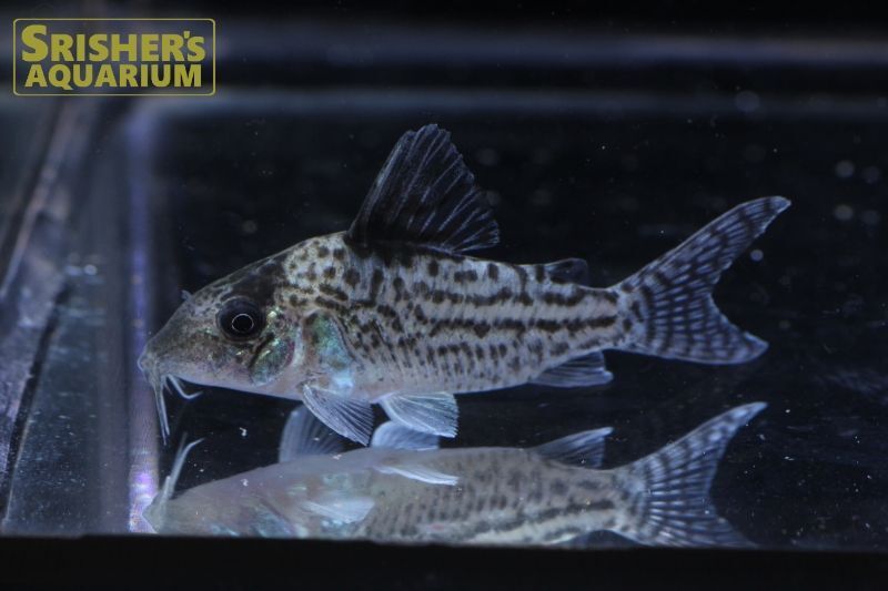 コリドラス インコリカーナii ペペリアii N 2 コリドラスの仲間 Corydoras スリッシャーズ アクアリウム 熱帯魚通販 熱帯魚専門店