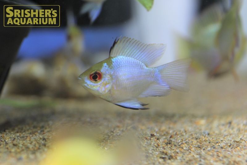 コバルトブルーバルーンラミレジ｜シクリッドの仲間 - Cichlid