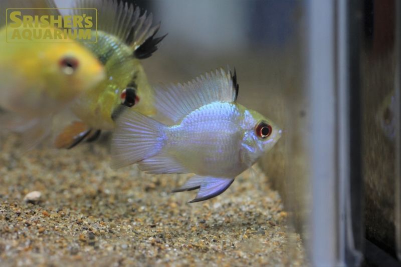 コバルトブルーバルーンラミレジ｜シクリッドの仲間 - Cichlid