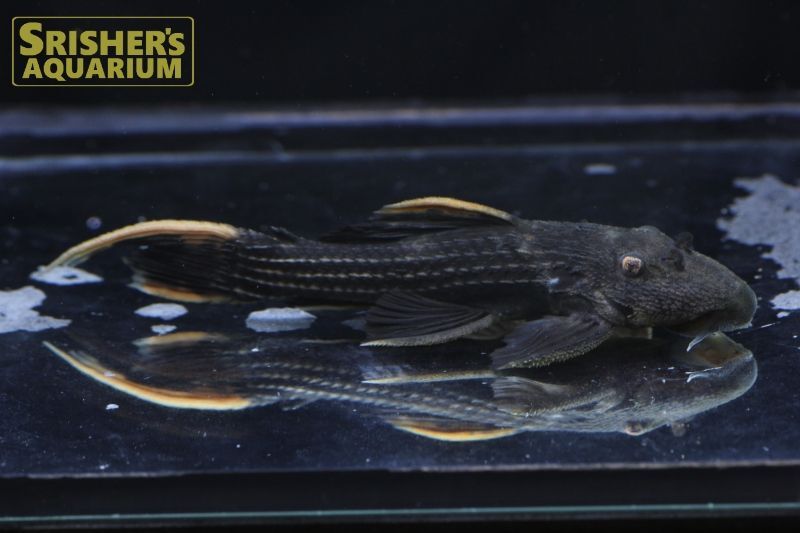 ウルトラスカーレットトリムプレコ シングー n-03｜プレコの仲間 - Plecostomus-｜スリッシャーズ アクアリウム