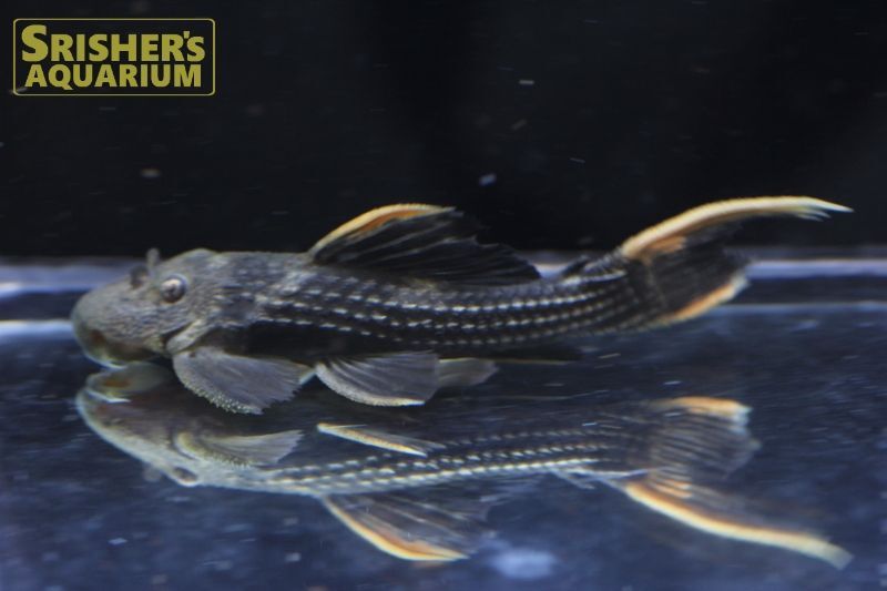 ウルトラスカーレットトリムプレコ シングー n-03｜プレコの仲間 - Plecostomus-｜スリッシャーズ アクアリウム