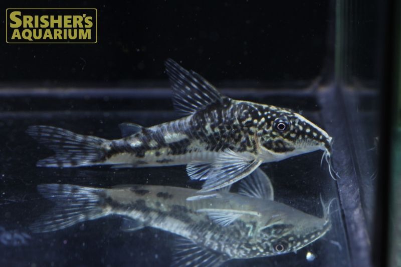 コリドラス バルバータス（ペア）WILD｜コリドラスの仲間 - Corydoras-｜スリッシャーズ アクアリウム