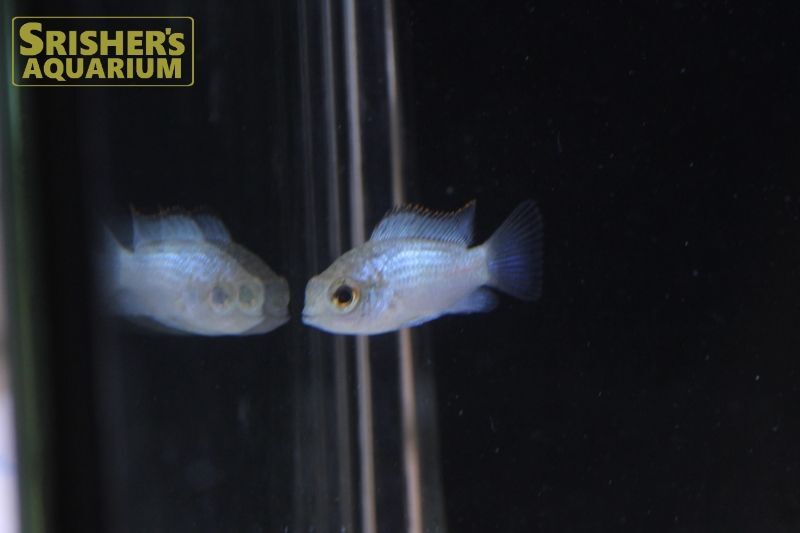 コバルトブルーアカラ シクリッドの仲間 Cichlid スリッシャーズ アクアリウム 熱帯魚通販 熱帯魚専門店