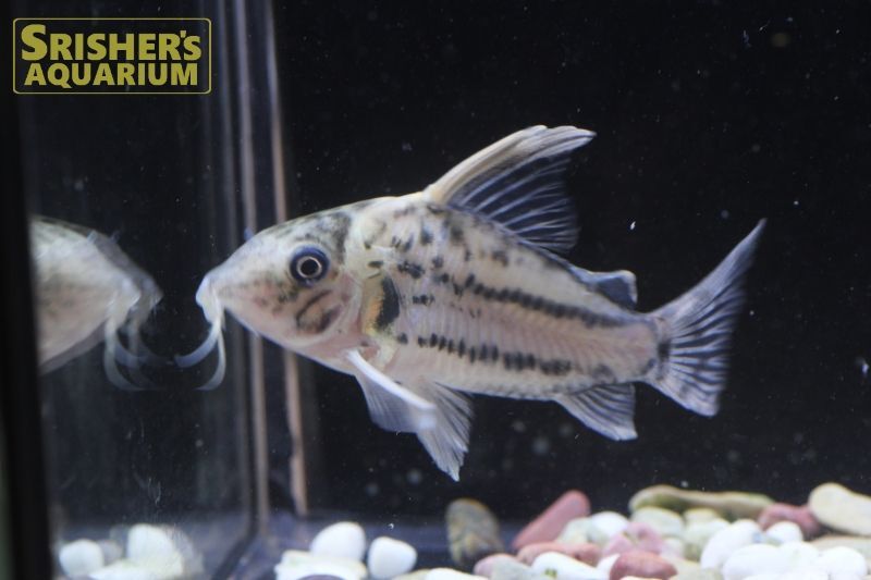 コリドラス セミロングノーズ スーパーシュワルツィ n-5｜コリドラスの仲間 - Corydoras-｜スリッシャーズ アクアリウム