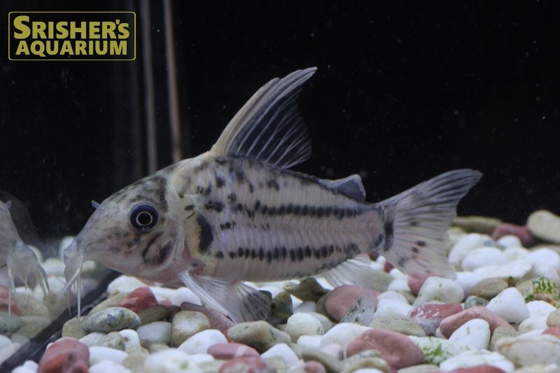 コリドラス セミロングノーズ スーパーシュワルツィ n-5｜コリドラスの仲間 - Corydoras-｜スリッシャーズ アクアリウム