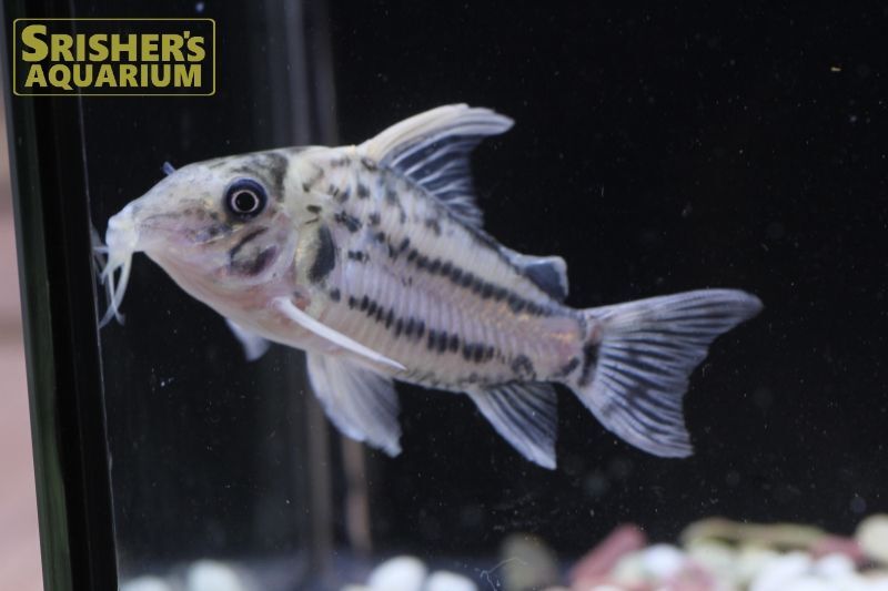 コリドラス セミロングノーズ スーパーシュワルツィ n-5｜コリドラスの仲間 - Corydoras-｜スリッシャーズ アクアリウム