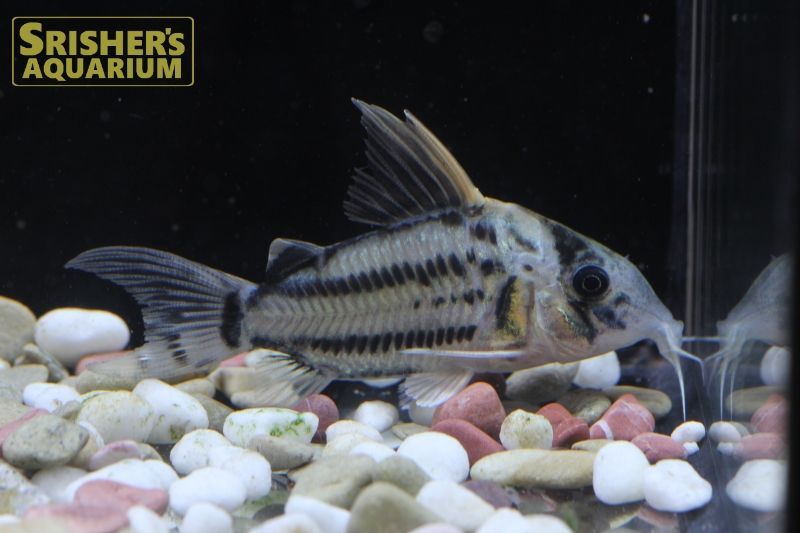 コリドラス セミロングノーズ スーパーシュワルツィ N 2 コリドラスの仲間 Corydoras スリッシャーズ アクアリウム 熱帯魚通販 熱帯魚専門店