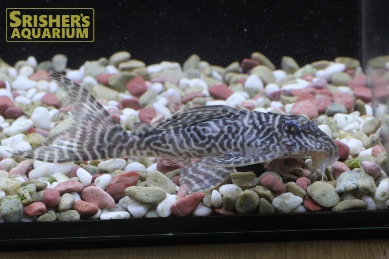 キングタイガーペコルティア n-02（Rio Xingu）｜プレコの仲間 - Plecostomus-｜スリッシャーズ アクアリウム