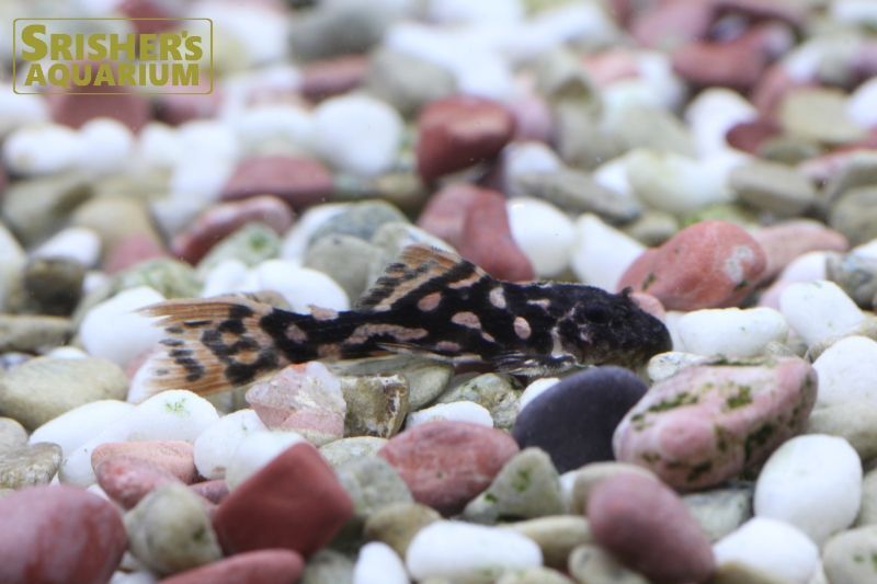 タイタニックトリムプレコ｜プレコの仲間 - Plecostomus-｜スリッシャーズ アクアリウム