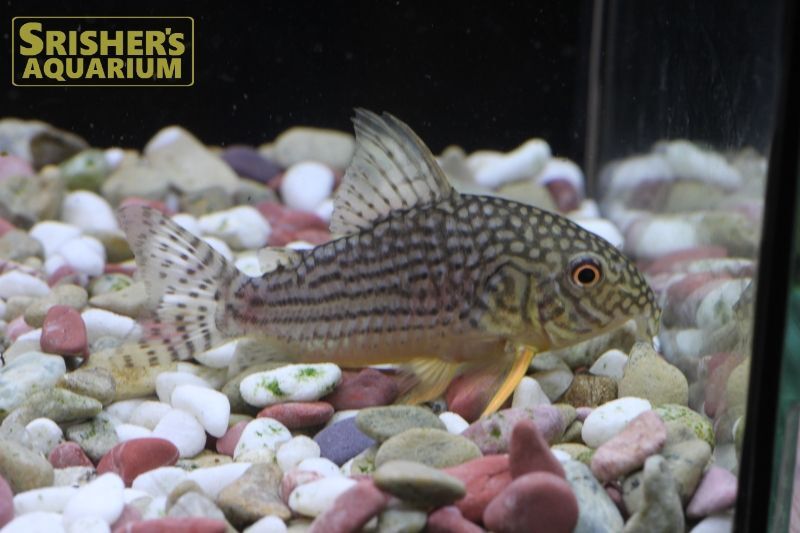 コリドラス ステルバイ ｌ Wild コリドラスの仲間 Corydoras スリッシャーズ アクアリウム