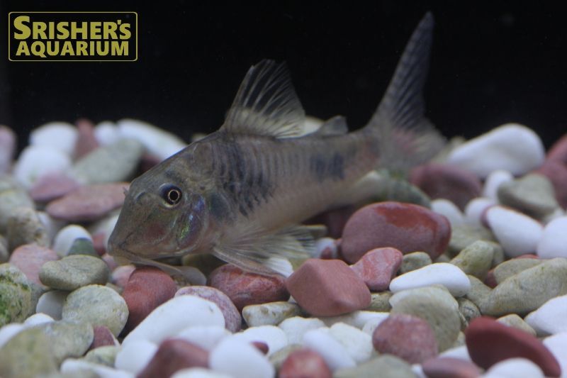 コリドラス エリザエ コリドラスの仲間 Corydoras スリッシャーズ アクアリウム