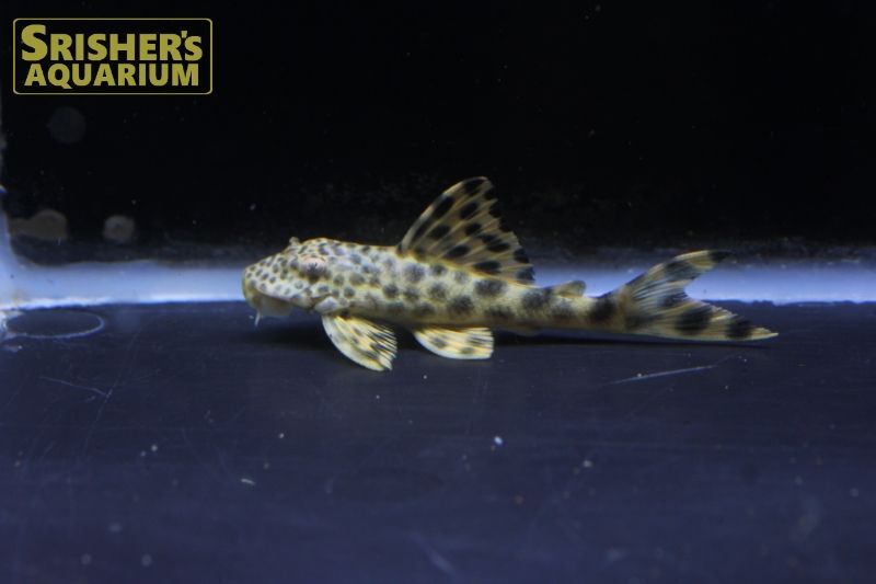 ベレンビッグスポットタイガープレコ プレコの仲間 Plecostomus スリッシャーズ アクアリウム 熱帯魚通販 熱帯魚専門店