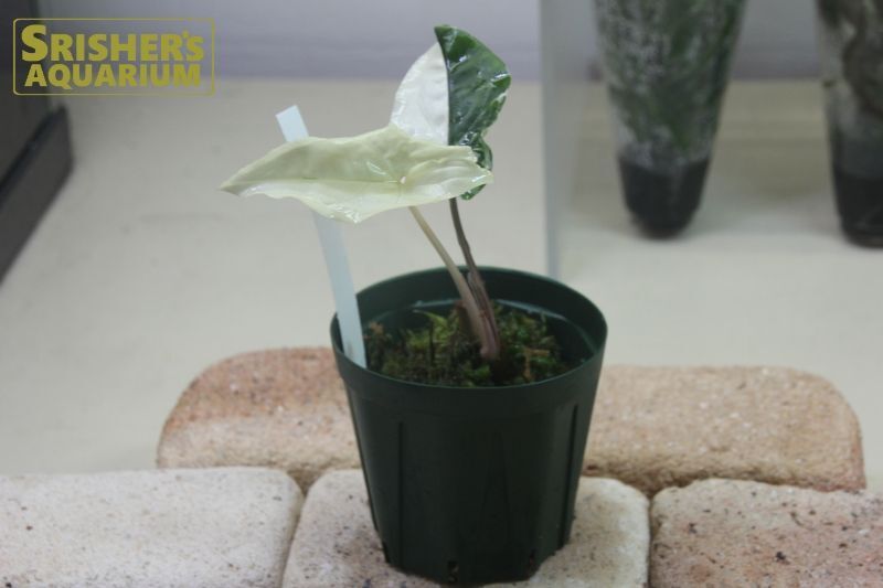 観葉植物 シンゴニウムSP バリエガータ n-2｜その他の水草