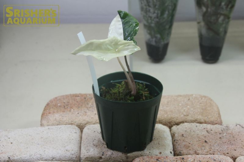 観葉植物 シンゴニウムSP バリエガータ n-2｜その他の水草