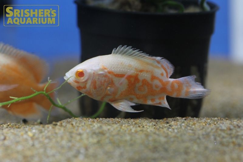 アルビノタイガーオスカー シクリッドの仲間 Cichlid スリッシャーズ アクアリウム