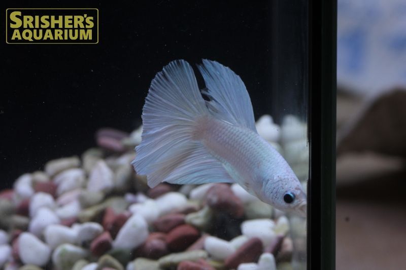 ベタ スーパーデルタ ホワイト オス ベタの仲間 Betta スリッシャーズ アクアリウム 熱帯魚通販 熱帯魚専門店