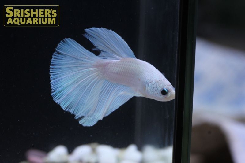 ベタ スーパーデルタ ホワイト オス ベタの仲間 Betta スリッシャーズ アクアリウム 熱帯魚通販 熱帯魚専門店