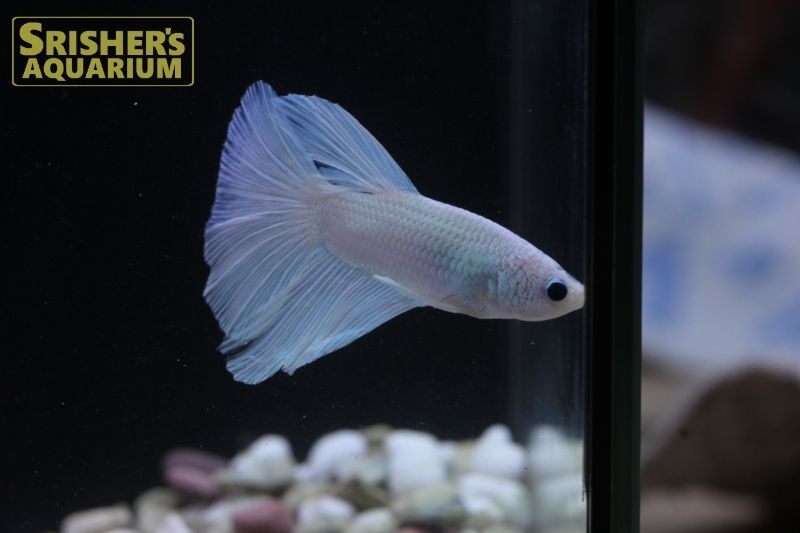 ベタ スーパーデルタ ホワイト オス ベタの仲間 Betta スリッシャーズ アクアリウム 熱帯魚通販 熱帯魚専門店