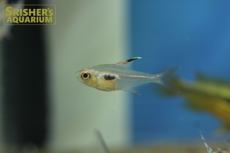 ハイフェソブリコン エピカリス｜小型カラシンの仲間 - Characin-｜スリッシャーズ アクアリウム