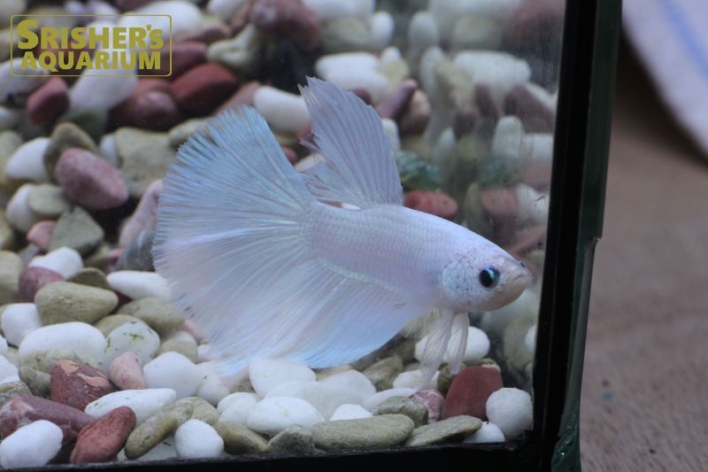 ベタ スーパーデルタ ホワイト オス ベタの仲間 Betta スリッシャーズ アクアリウム 熱帯魚通販 熱帯魚専門店