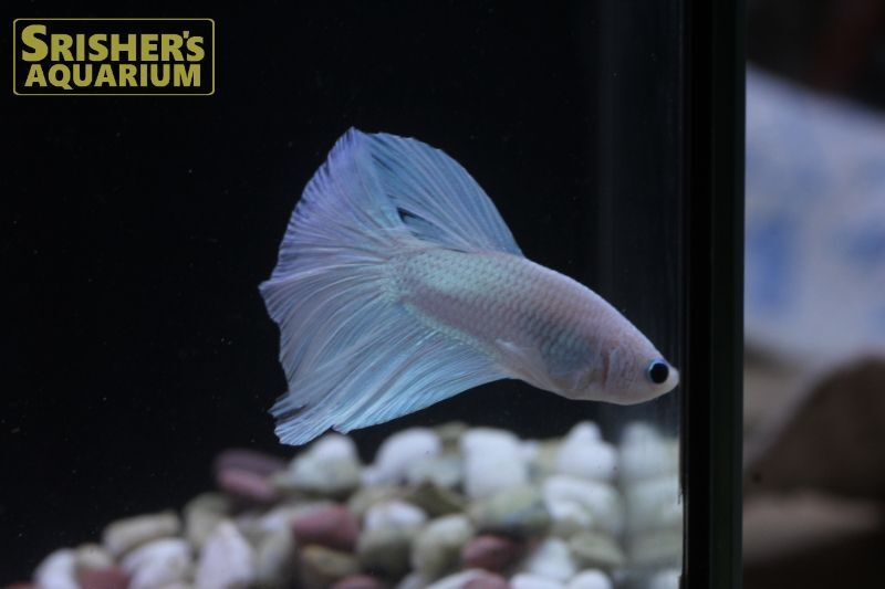 ベタ スーパーデルタ ホワイト オス ベタの仲間 Betta スリッシャーズ アクアリウム 熱帯魚通販 熱帯魚専門店