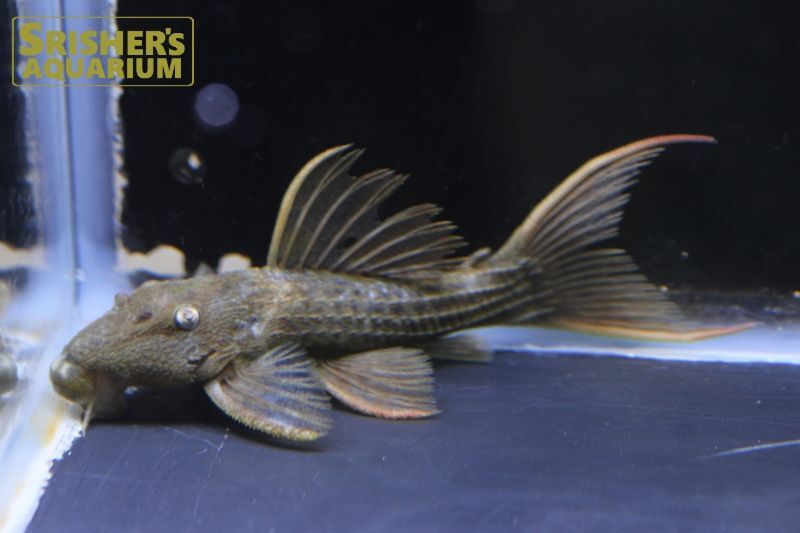 スーパースカーレットトリムプレコ ツクルイ ｜プレコの仲間 - Plecostomus-｜スリッシャーズ アクアリウム