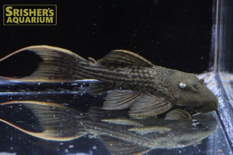 スーパースカーレットトリムプレコ ツクルイ n-2｜プレコの仲間 - Plecostomus-｜スリッシャーズ アクアリウム